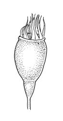 Daltonia splachnoides, capsule, dry. Drawn from A.J. Fife 7144, CHR 406014.
 Image: R.C. Wagstaff © Landcare Research 2017 